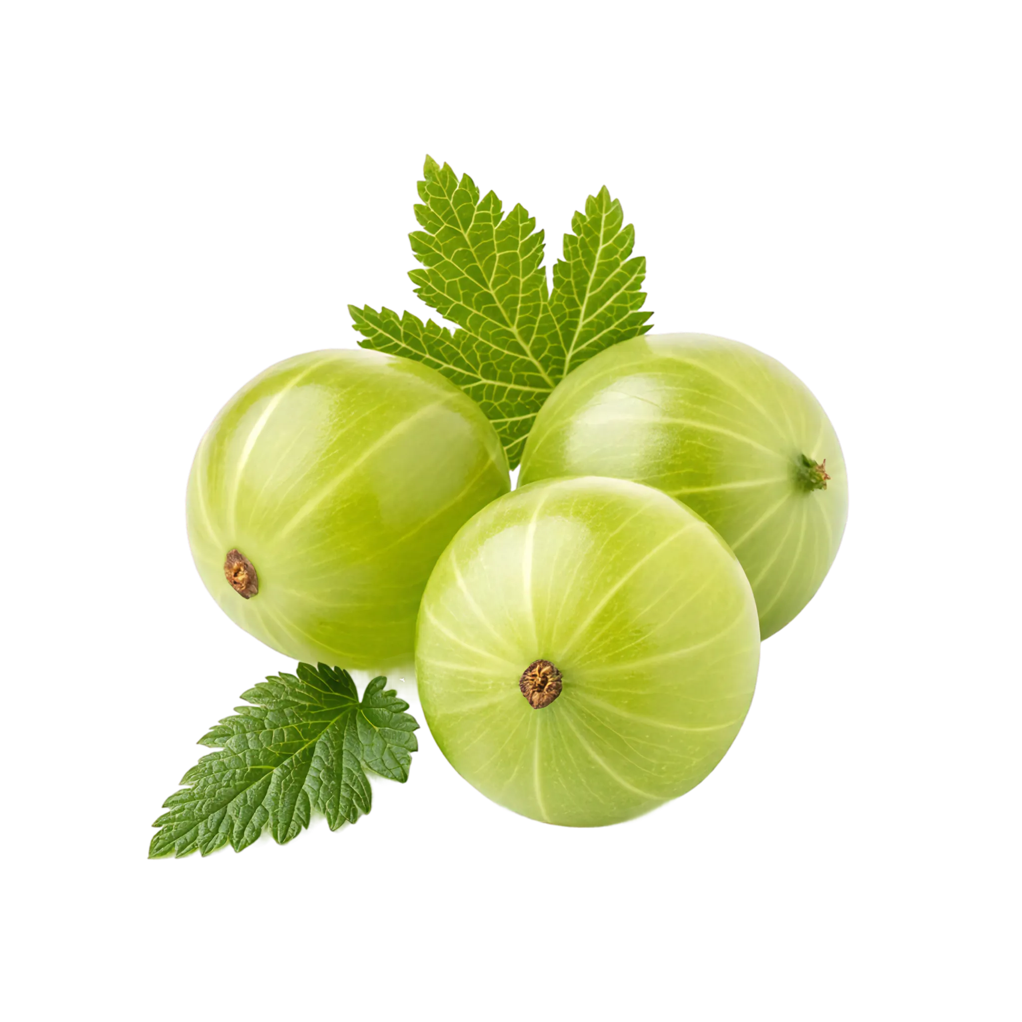 Amla [Phyllanthus Emblica]