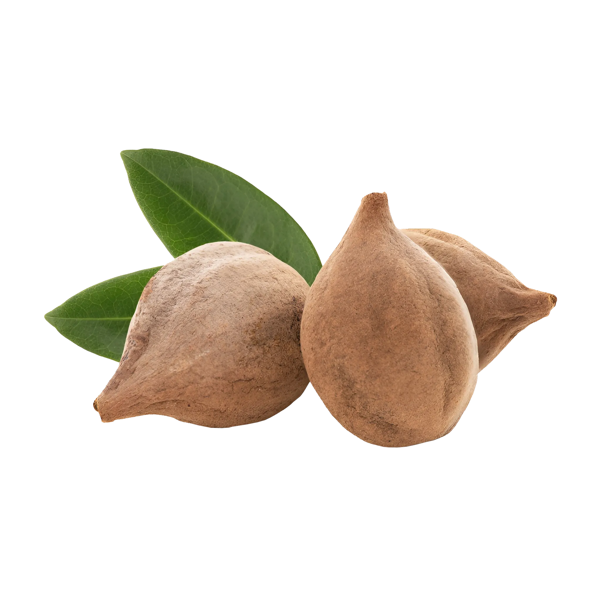 Baheda [Terminalia Chebula]