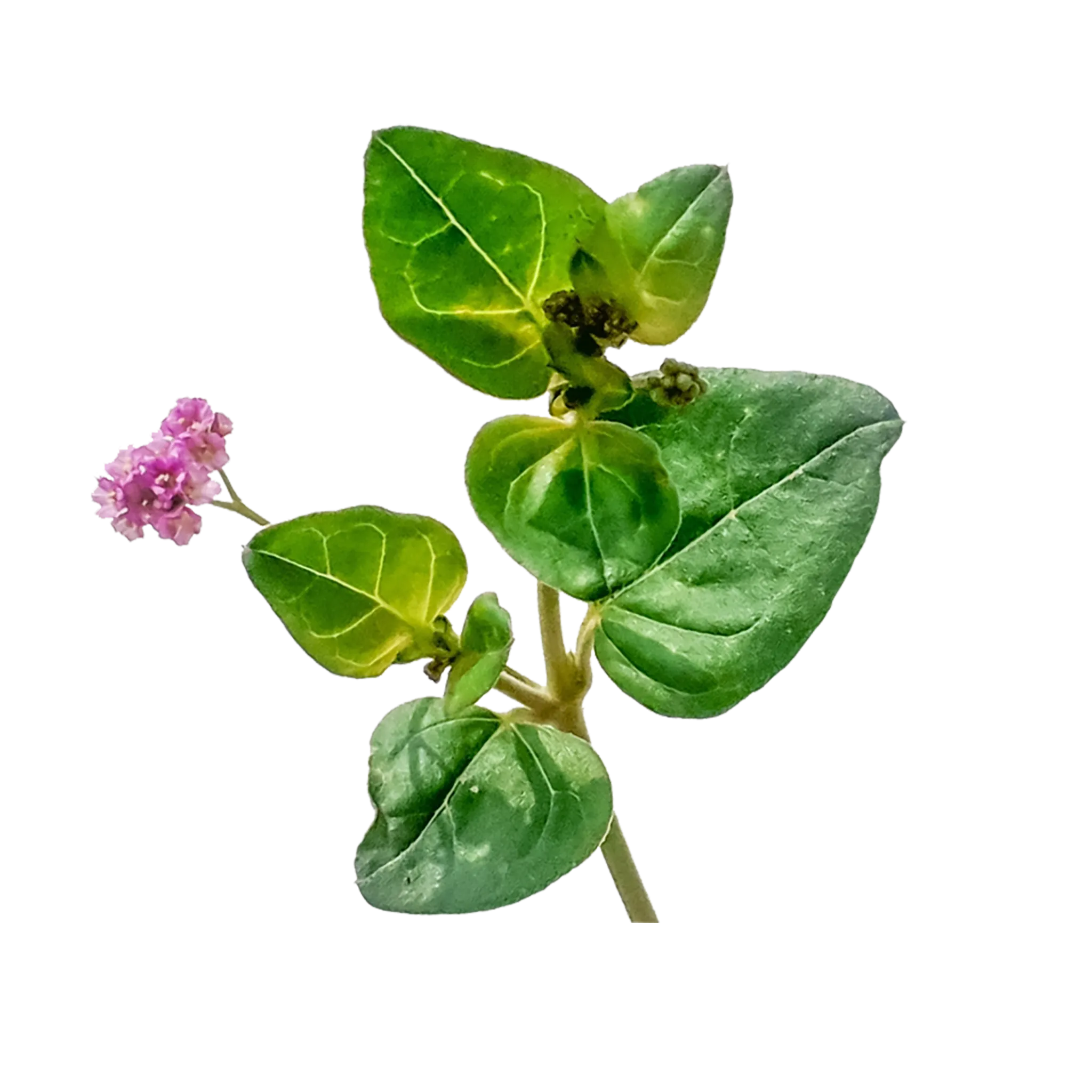 Punarnava [Boerhavia Diffusa]