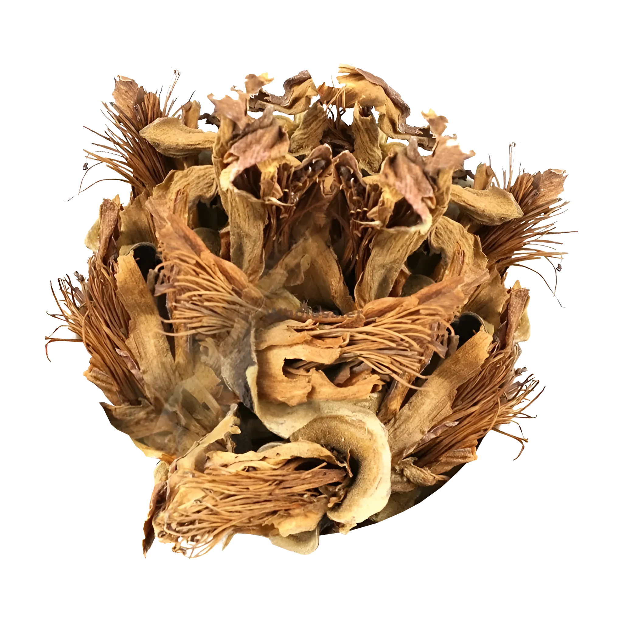 Semal Kand [Bombax Ceiba]